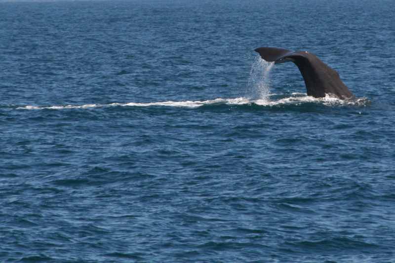 Nieuw-Zeeland 2011 - 1223